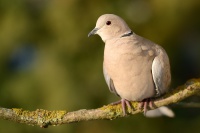 Hrdlicka zahradni - Streptopelia decaocto - Eurasian Collared-Dove 7652